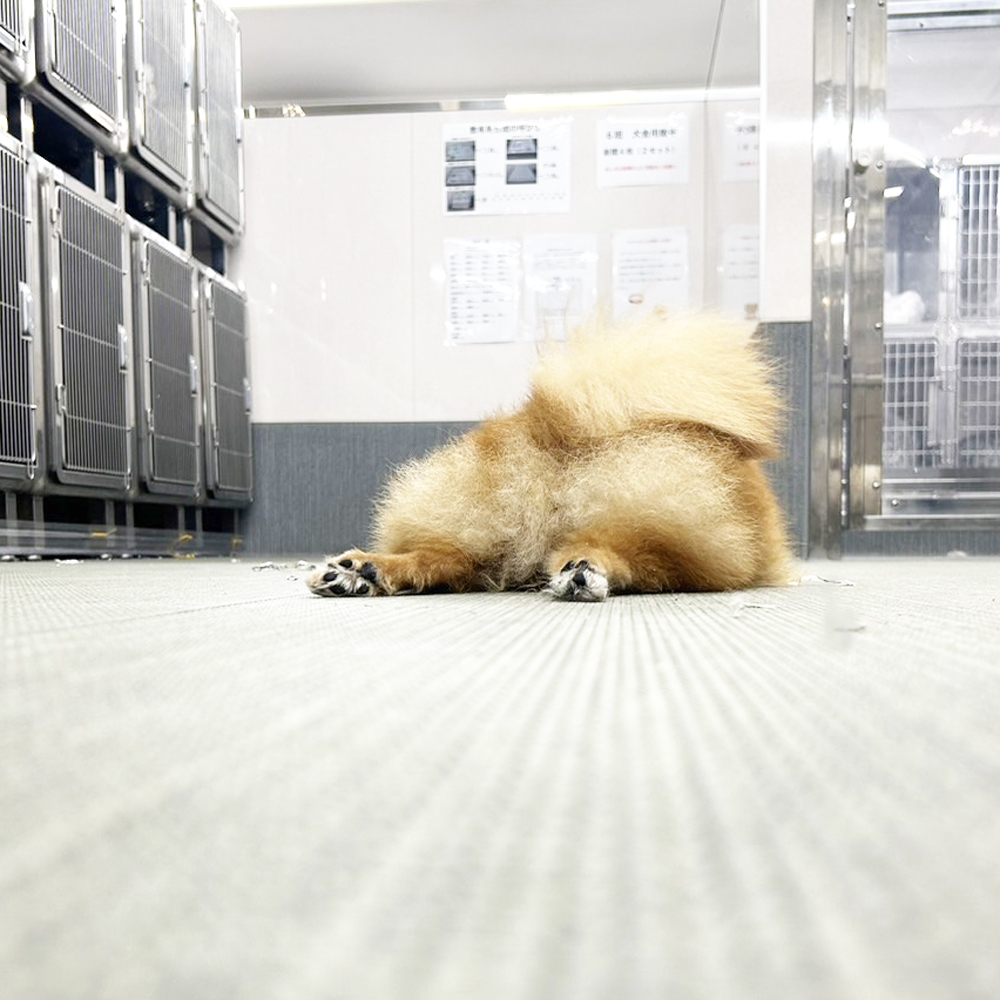 ☆生徒が撮影したモデル犬☆②